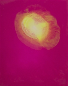 Peter Flaccus, Magenta with Yellow Burst, 2011, encausto su tavola, cm 43x34